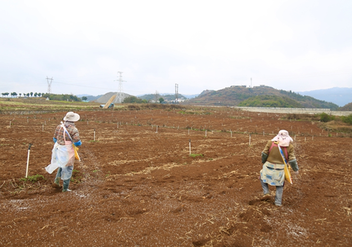 高田村黃產業。