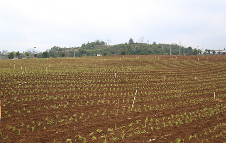 高田村黃產業。