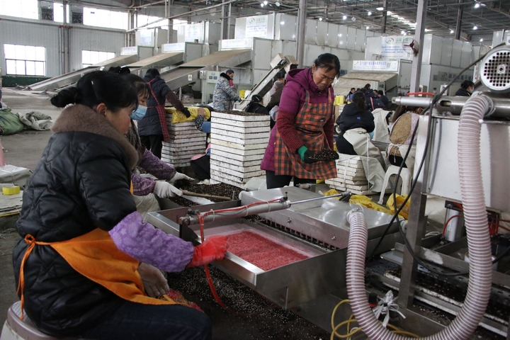 圖為貴州印江經開區的印江梵凈紅食品有限公司播種車間內，60余名工人在4臺全自動育苗機旁緊密配合進行辣椒育苗。  梅亞軍攝  (4).jpg
