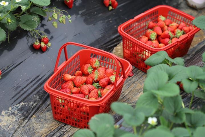 草莓基地種植。