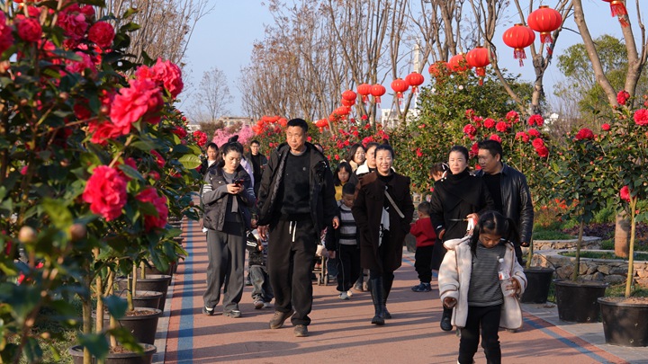 紅滿苑景區山茶花相繼開放。