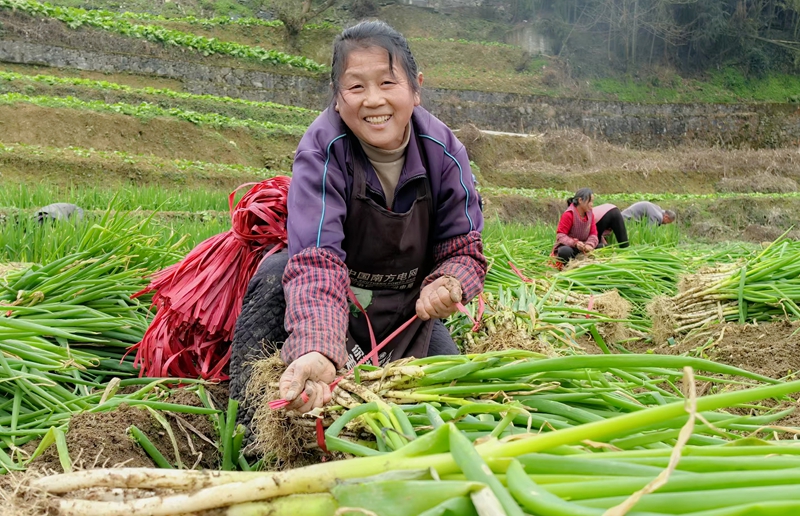香蔥采收現場。