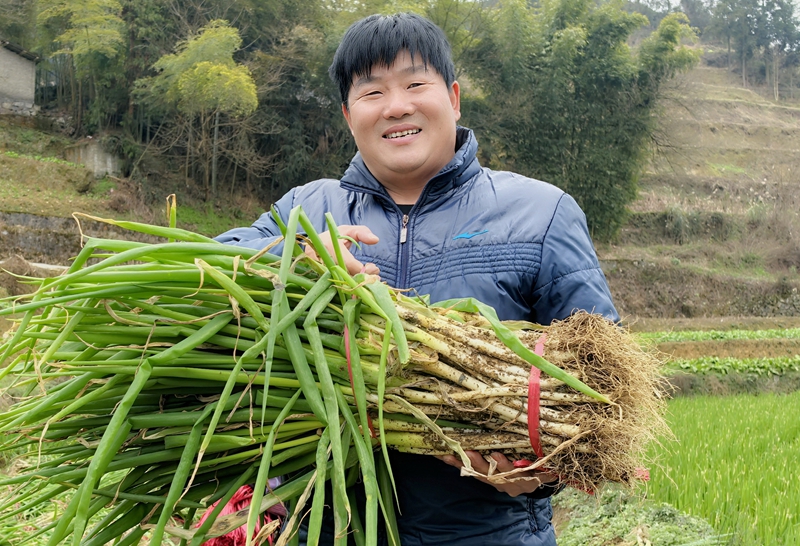 香蔥采收現場。