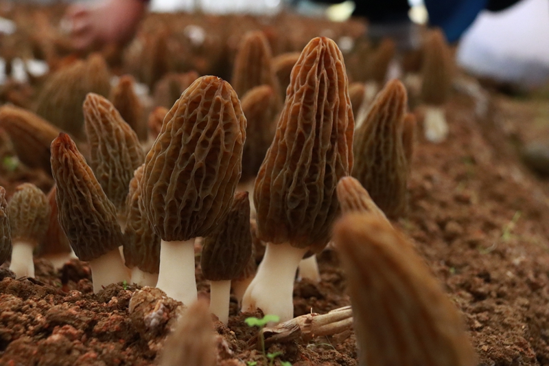 三都縣5000畝羊肚菌首批采摘，遠銷馬來西亞。