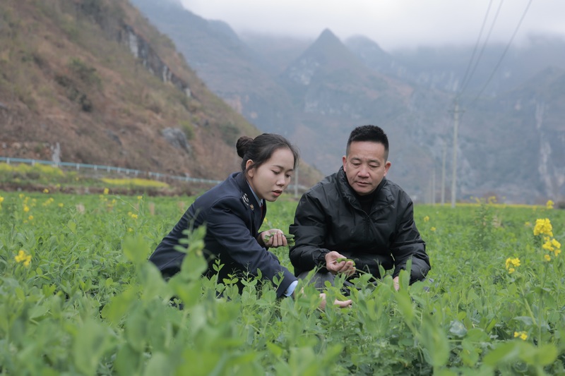 望謨縣稅務局稅費工作服務隊到大觀鎮伏開村豌豆尖種植基地開展稅務服務，了解種植銷售情況，輔導解決涉稅難題。羅睿思攝