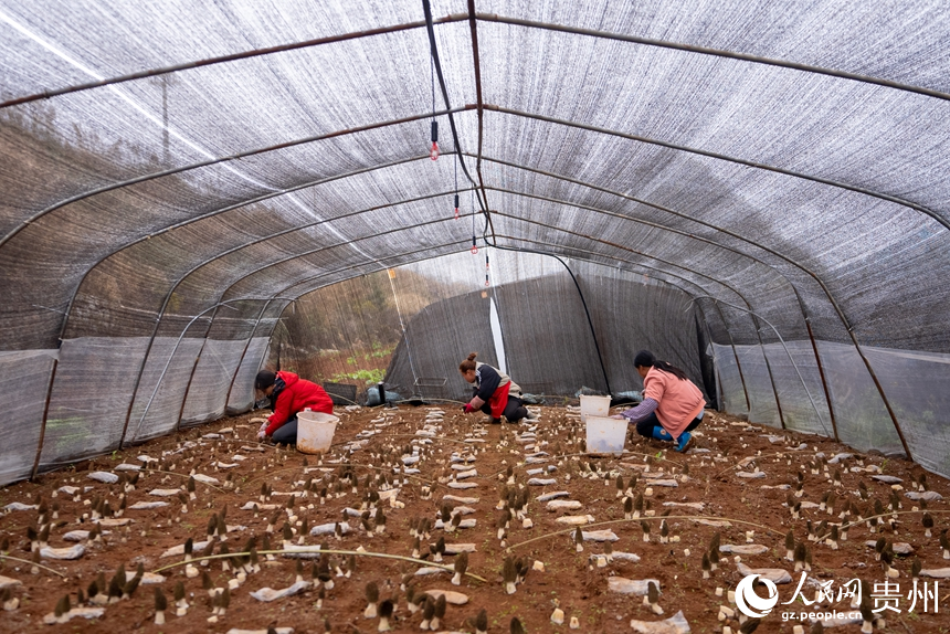 村民正在采收羊肚菌。人民網記者 涂敏攝