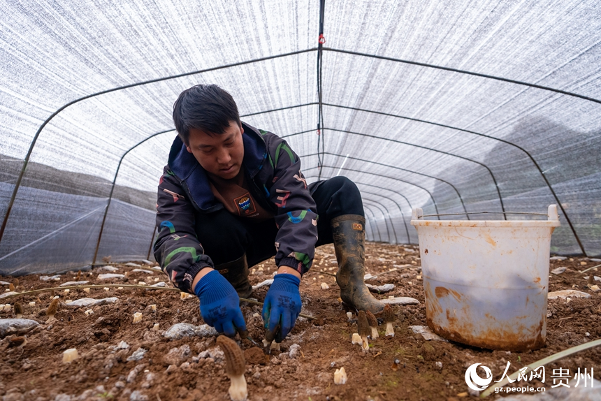 種植戶劉德民正在采收羊肚菌。人民網記者 涂敏攝