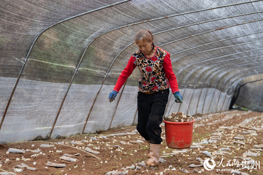 村民正在采收羊肚菌。人民網記者 涂敏攝