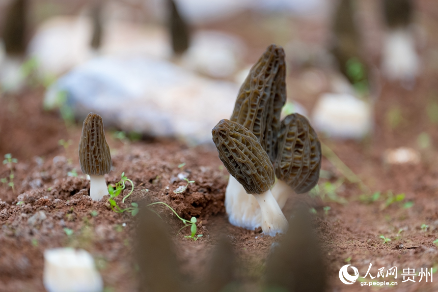 基地內的羊肚菌。人民網記者 涂敏攝