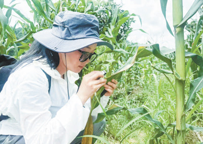 查達在貴州省施秉縣開展玉米病蟲害防治工作。