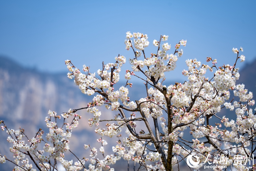 凹河萬畝櫻桃基地內盛開的櫻桃花。人民網記者 涂敏攝