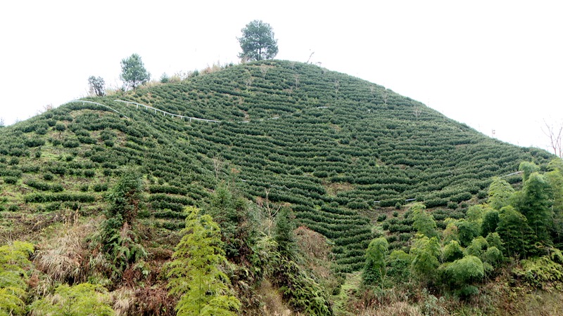 茶葉長勢勢頭見好。