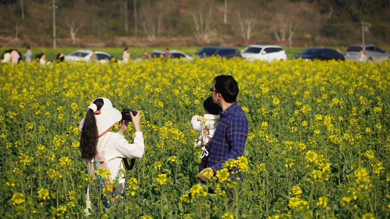 游客在油菜花中拍照。