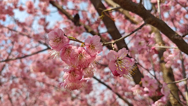貴定金海雪山櫻花迎春綻放。