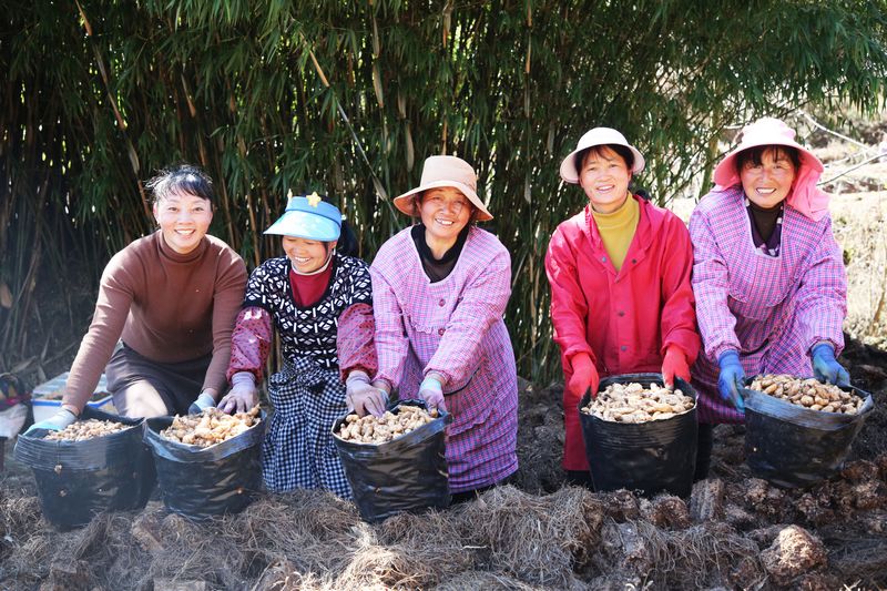 務工群眾將剛采收的天麻種子準備集中送往種植基地。
