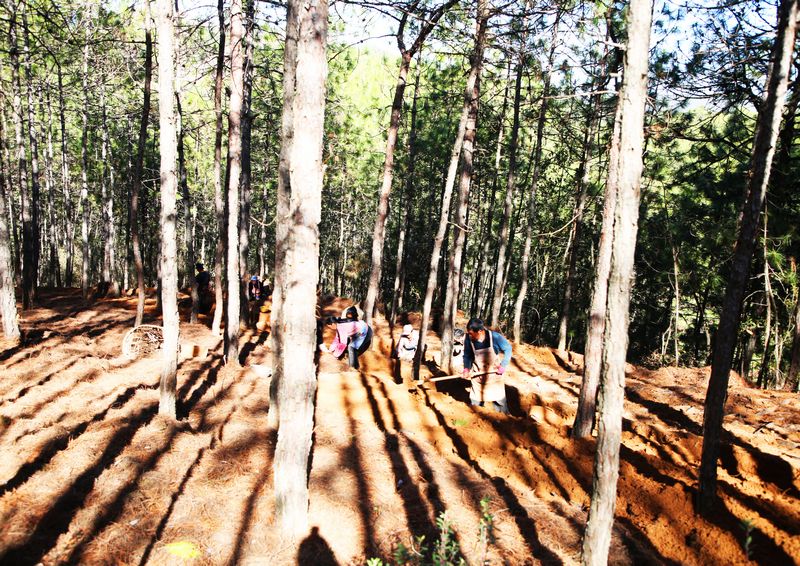 務工群眾正在天麻種植基地進行林下種植。