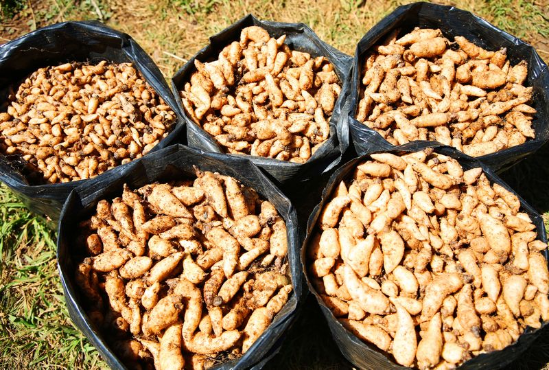 優質天麻種子。