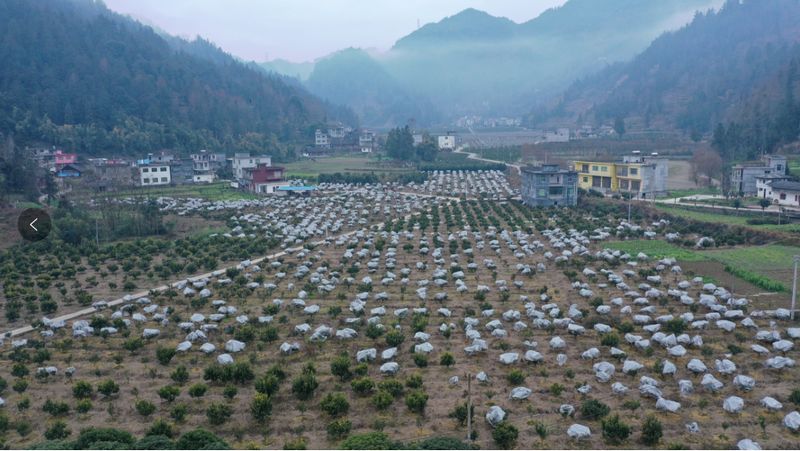 黑水鎮朝陽村沃柑種植基地。