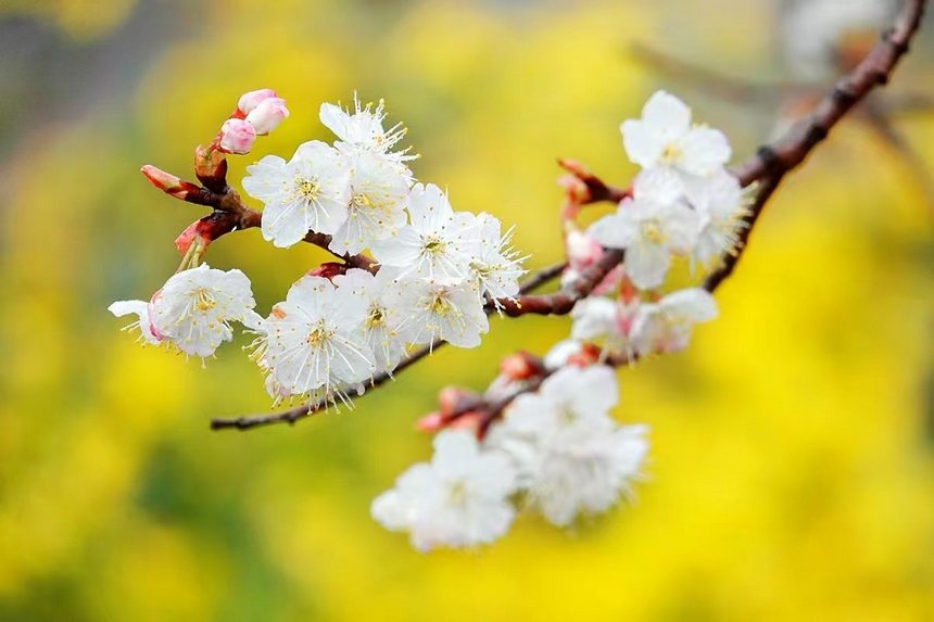 金沙縣化覺鎮前順村綻放的櫻桃花。陳亮攝