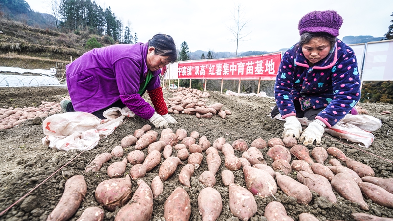 奏響“春耕曲”，紅薯育苗忙。