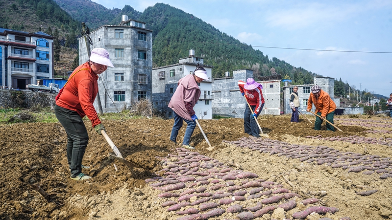 奏響“春耕曲”，紅薯育苗忙。