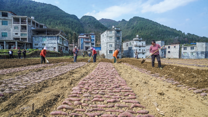 奏響“春耕曲”，紅薯育苗忙。
