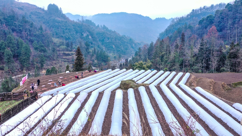 奏響“春耕曲”，紅薯育苗忙。