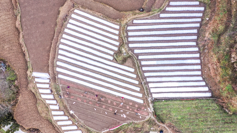 奏響“春耕曲”，紅薯育苗忙。