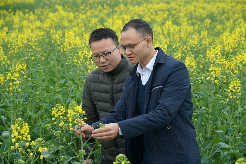 縣農業農村局工作人員正在查看油菜長勢。