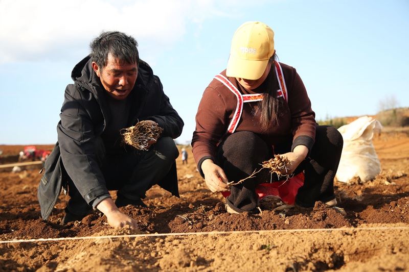 務工群眾正在黨參種植基地放苗。