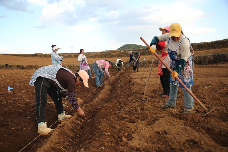 務工群眾正在基地種植黨參。