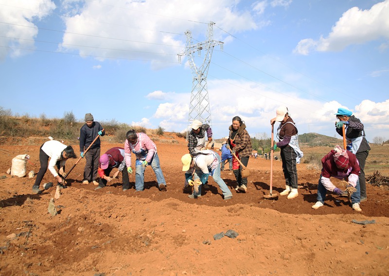 務工群眾正在基地種植黨參。
