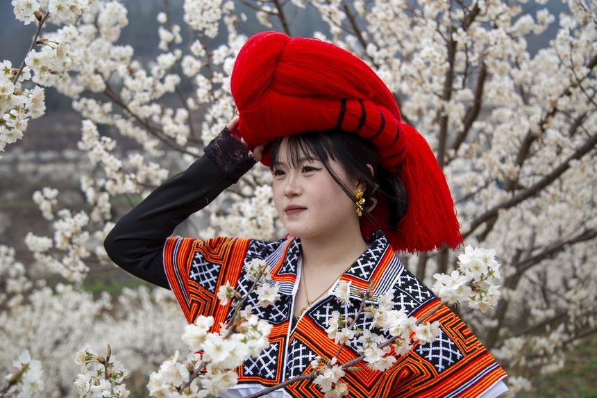 游客在赫章縣古達鄉櫻桃花叢中打卡 。湯斌攝