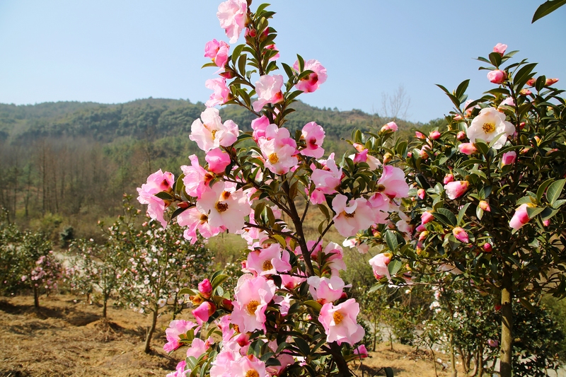 漫山盛開的油茶花。
