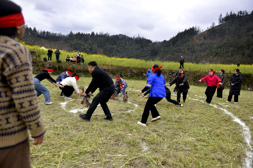 村民在榕江縣寨蒿鎮平堡村參加“蒙眼抓雞鴨”活動。