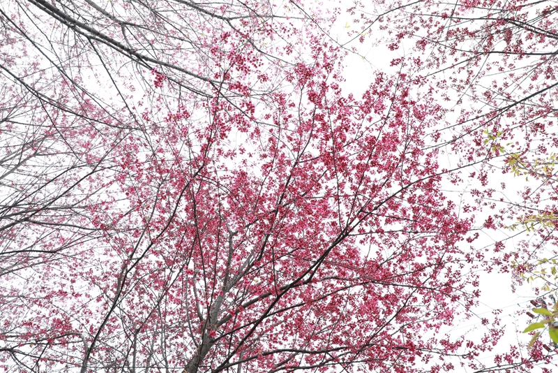 清鎮紅楓湖畔早櫻盛開。