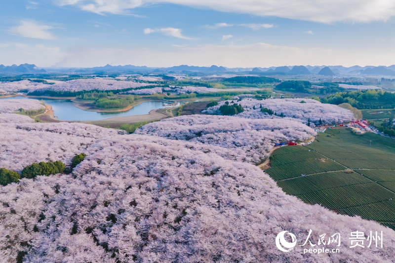 貴安櫻花園。人民網 陽茜攝