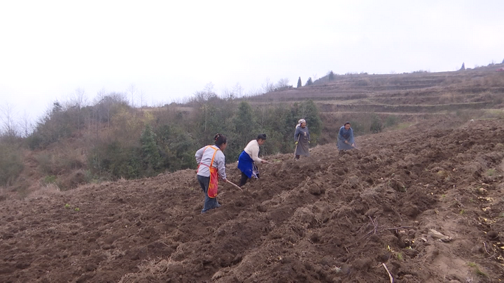 鐘山區春耕現場。