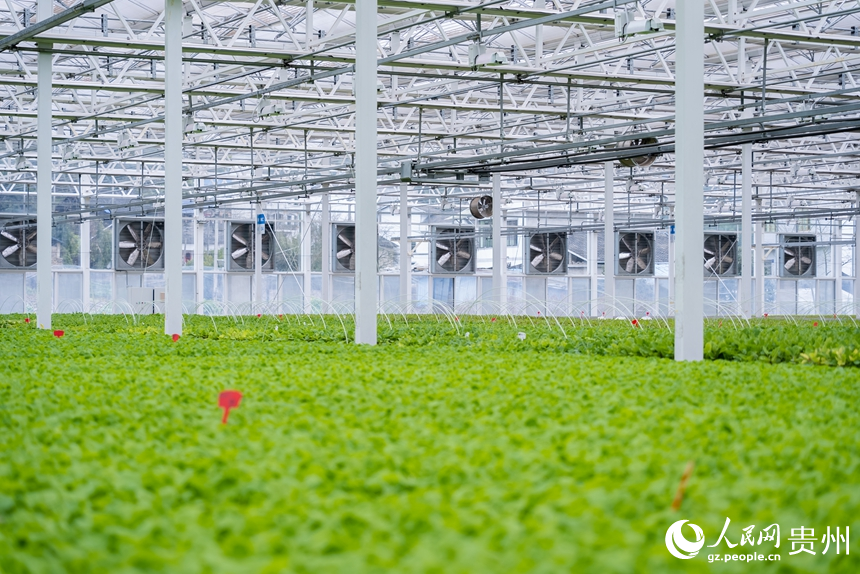 楠木渡蔬菜種苗繁育中心的育苗棚。人民網記者 涂敏攝