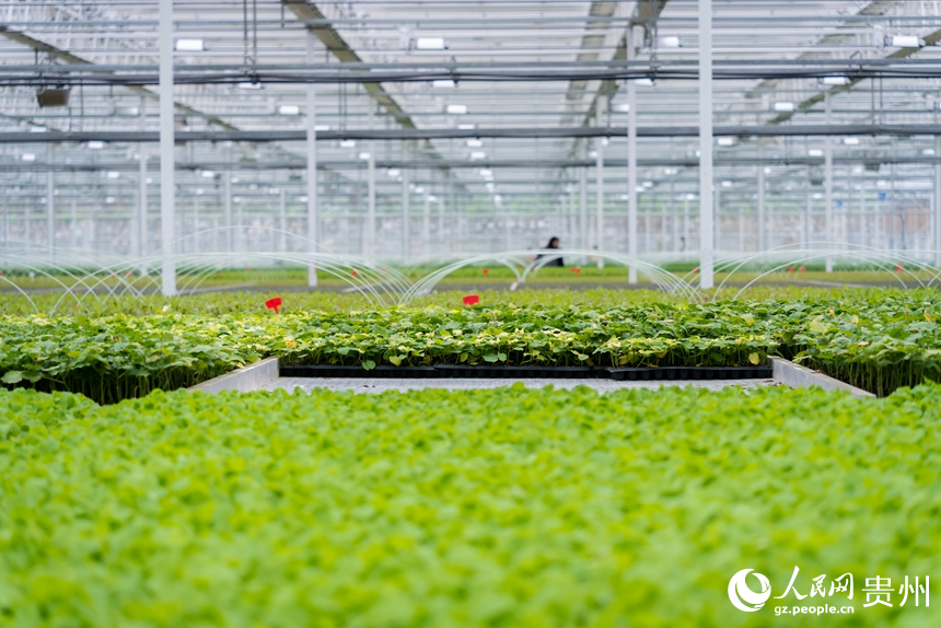 楠木渡蔬菜種苗繁育中心的育苗棚。人民網記者 涂敏攝