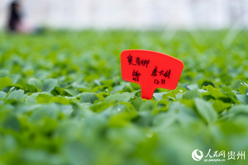 種苗繁育中心培育的蔬菜種苗。人民網記者 涂敏攝