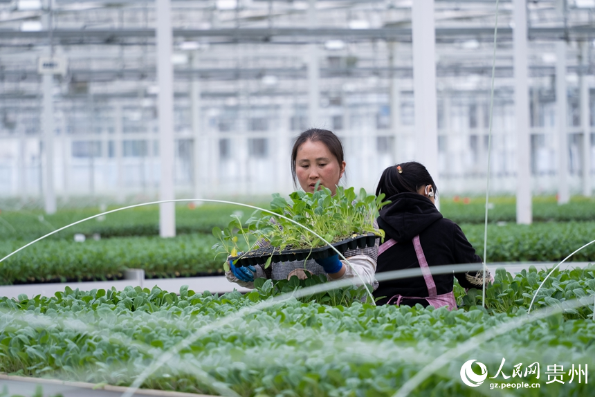 工人們正挑選著即將移栽的蔬菜種苗。人民網記者 涂敏攝