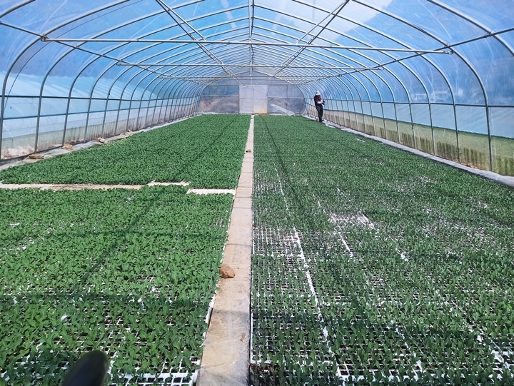 2025年3月2日，赫章正豐農業有限公司蔬菜大棚育苗忙，江雪攝.jpg （3）.jpg