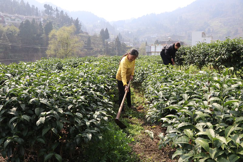 茶園管護忙。