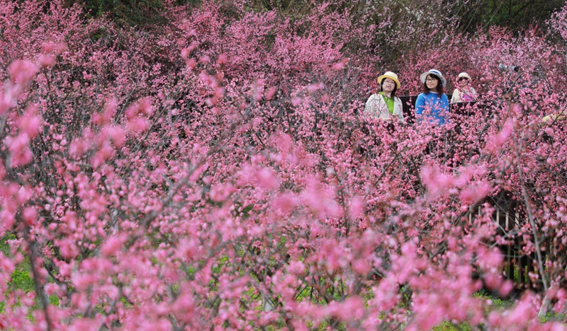 5、盛開的梅花吸引了四面八方的游客前來賞春、拍照 。.jpg