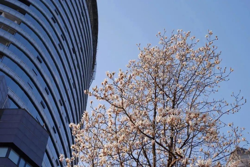 春日尋芳，花漾南明。