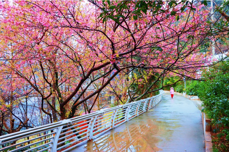 春日尋芳，花漾南明。