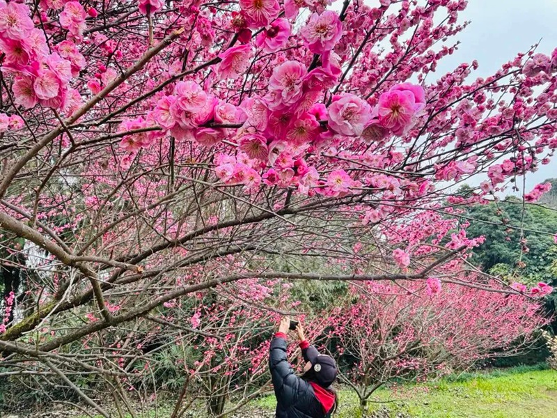 春日尋芳，花漾南明。