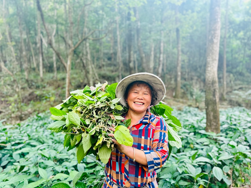 茂蘭鎮通過創新“林木＋鐵皮石斛+板藍根”種植模式，為特色產業發展注入新活力。圖為村民在采摘板藍根。