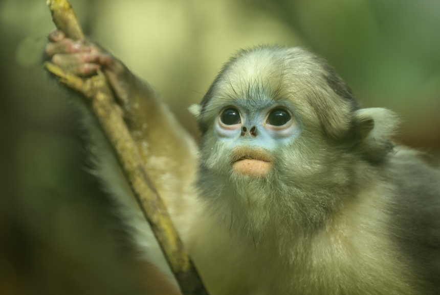 2025年3月19日，在貴州梵凈山國家級自然保護區黔金絲猴研究中心拍攝的黔金絲猴。